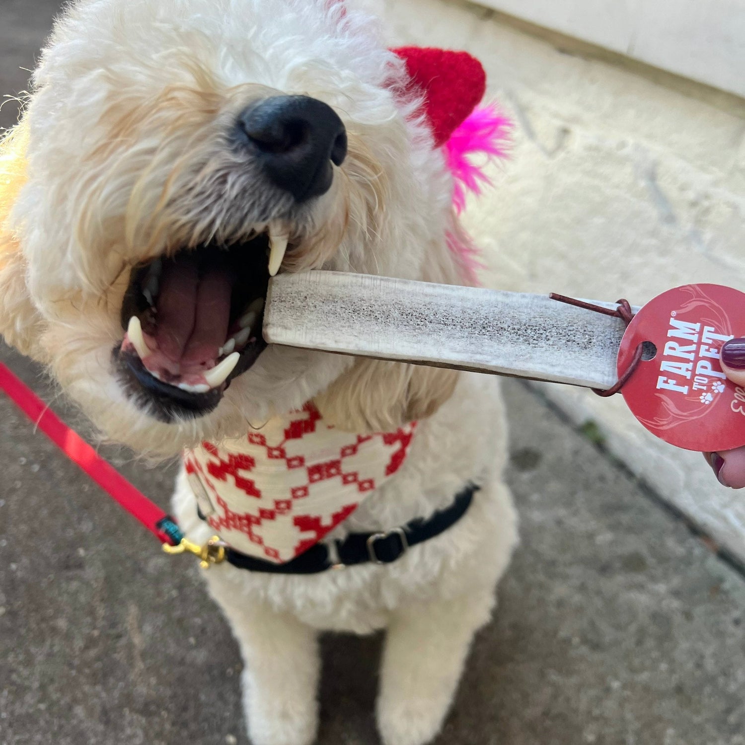 Split Elk Antlers for Dogs | All-Natural Antler Dog Chews from Farm To Pet