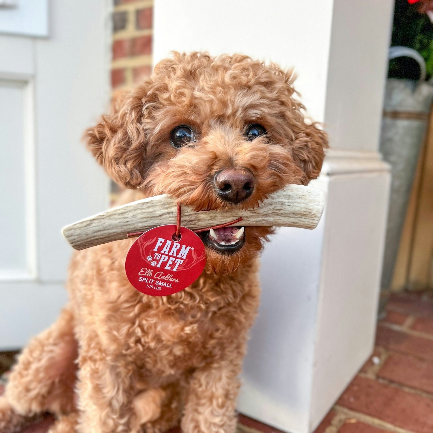 Split Elk Antlers for Dogs | All-Natural Antler Dog Chews from Farm To Pet