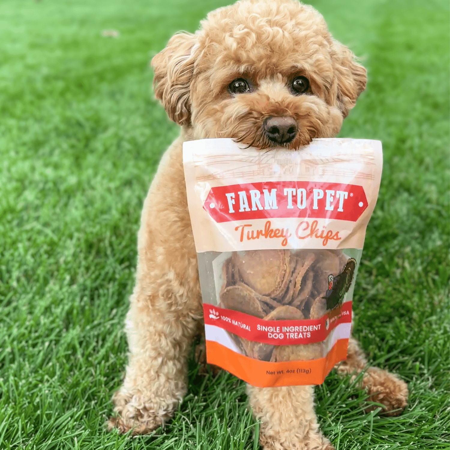 Turkey Chips for Dogs | All-Natural Single-Ingredient Healthy Dog Treats