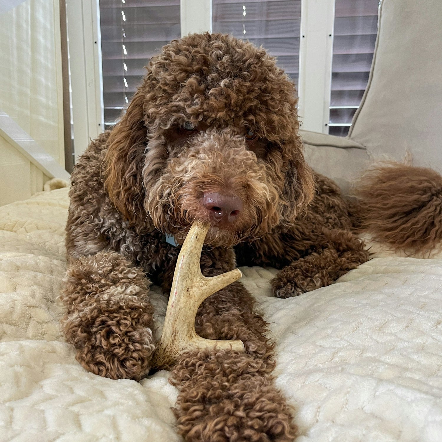 Deer Antler Dog Chews | Organic Antler Chews from Farm To Pet