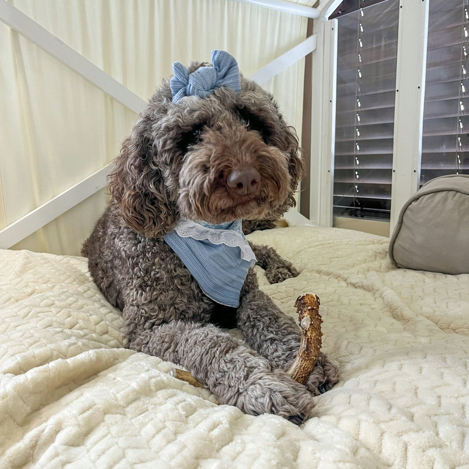 Deer Antler Dog Chews | Organic Antler Chews from Farm To Pet