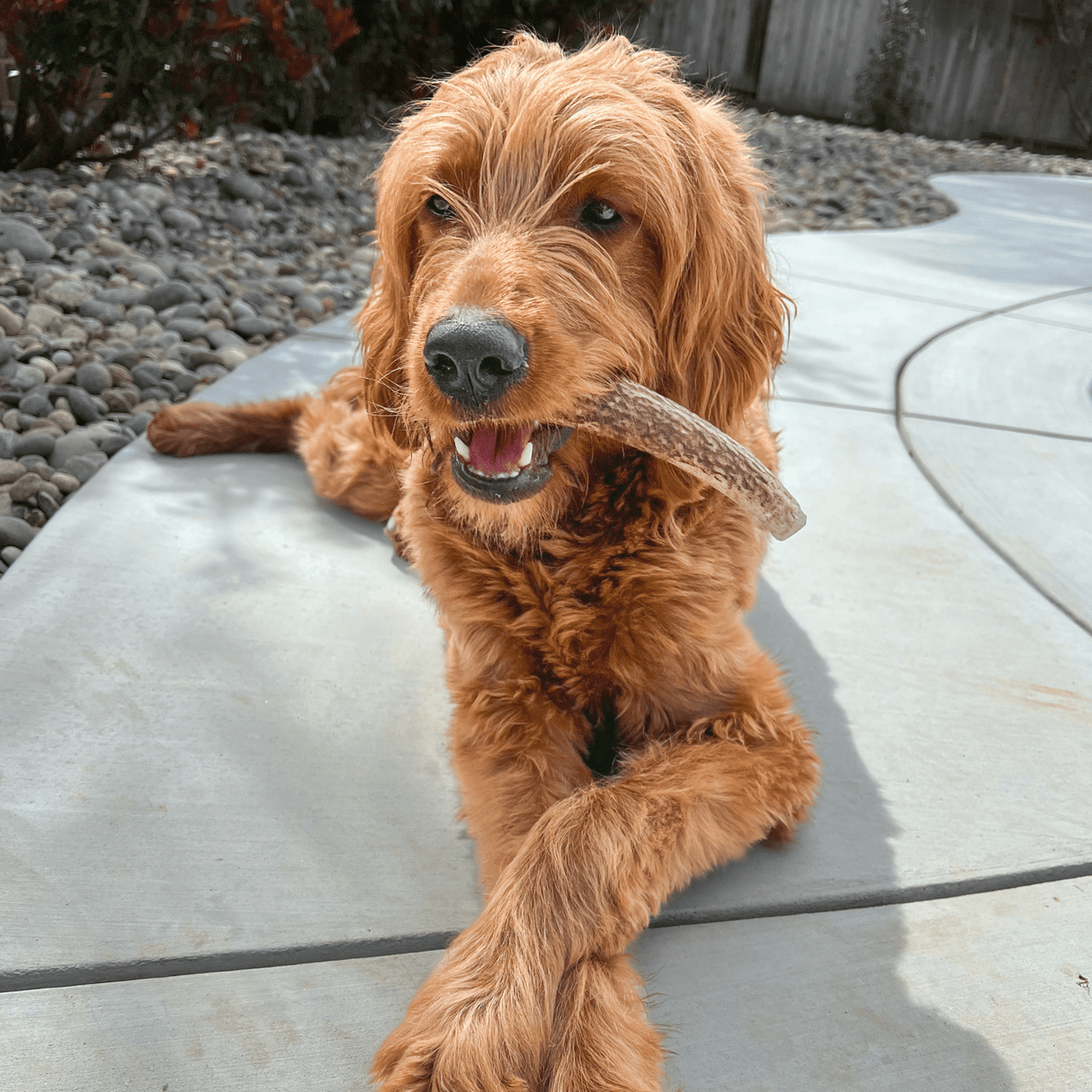 Whole Elk Antlers for Dogs | All-Natural Antler Dog Chews