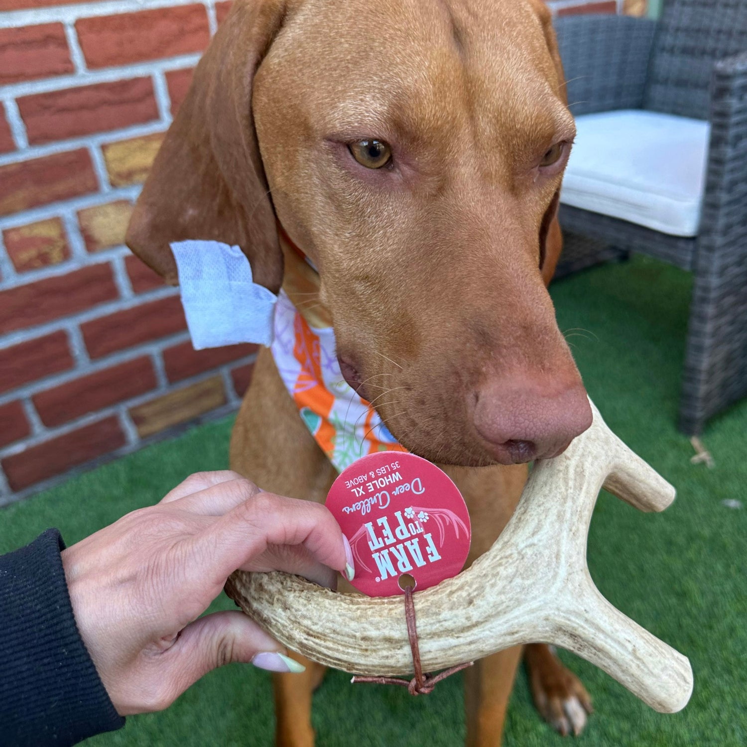 Deer Antler Dog Chews | Organic Antler Chews from Farm To Pet