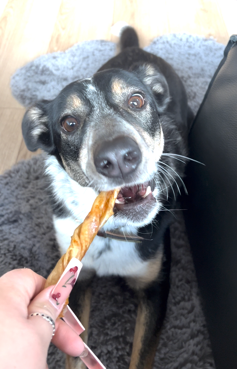Fish Maw (Single Ingredient Chew) from Pezzy Pets