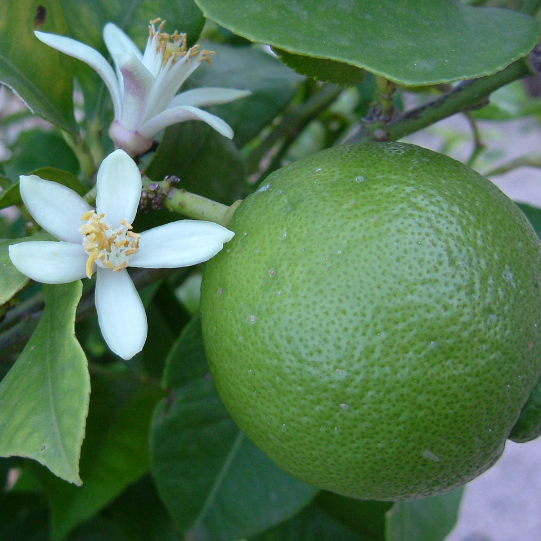 French Lime Blossom from Wicked Good Perfume