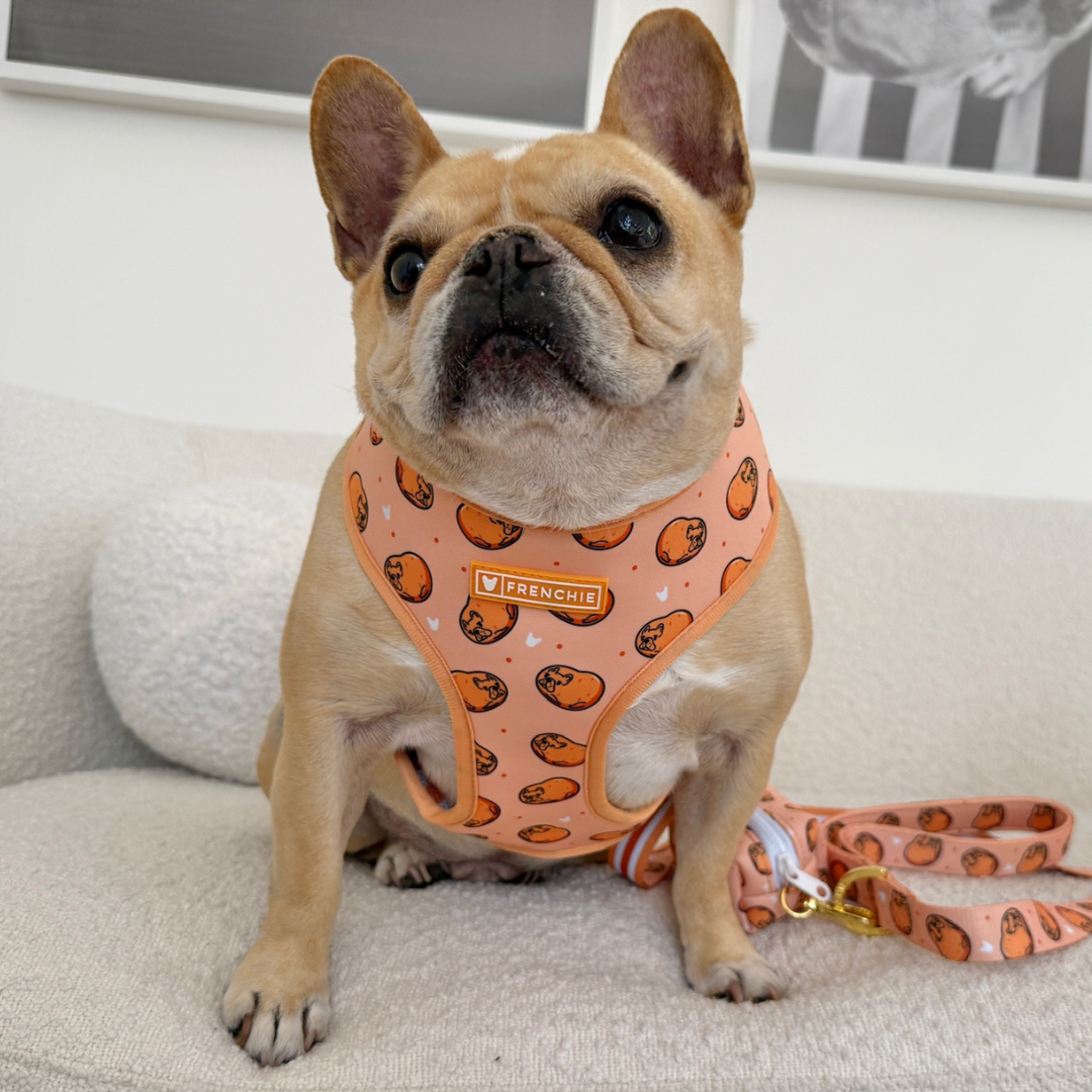 Frenchie Duo Reversible Harness - French Potato from Frenchie Bulldog