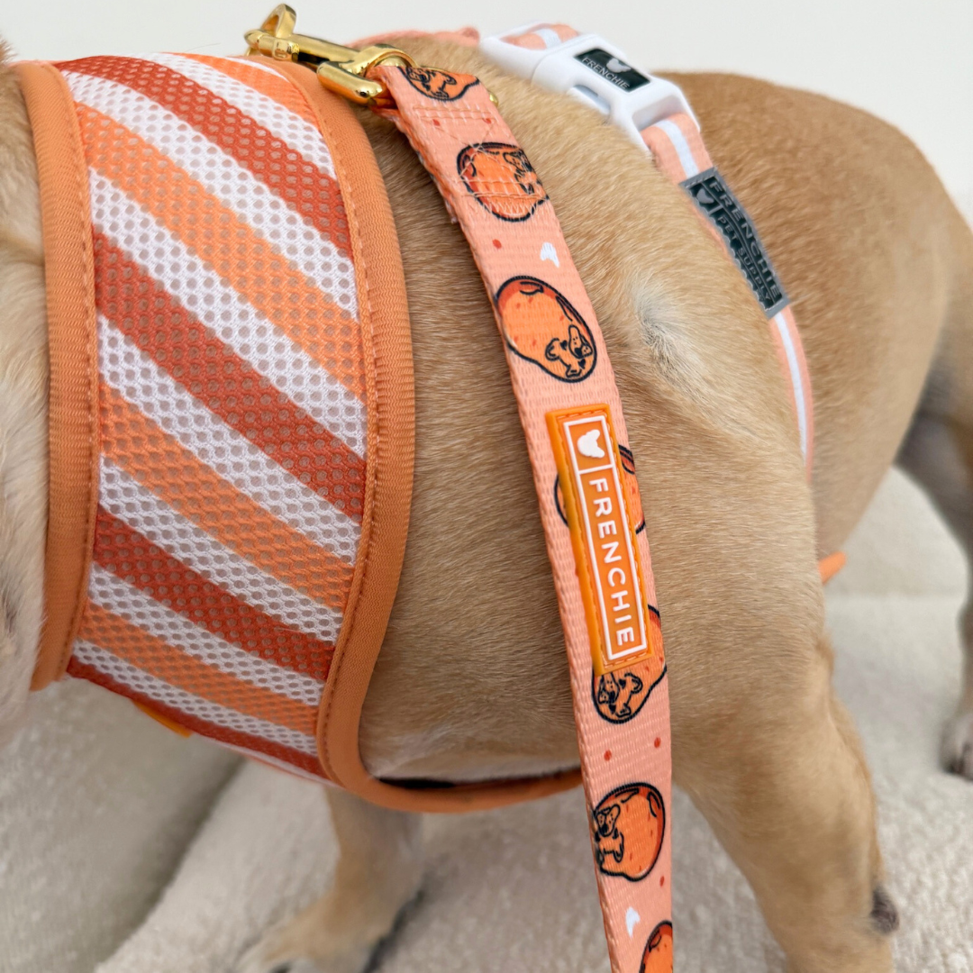 Frenchie Duo Reversible Harness - French Potato from Frenchie Bulldog