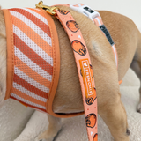 Frenchie Duo Reversible Harness - French Potato from Frenchie Bulldog