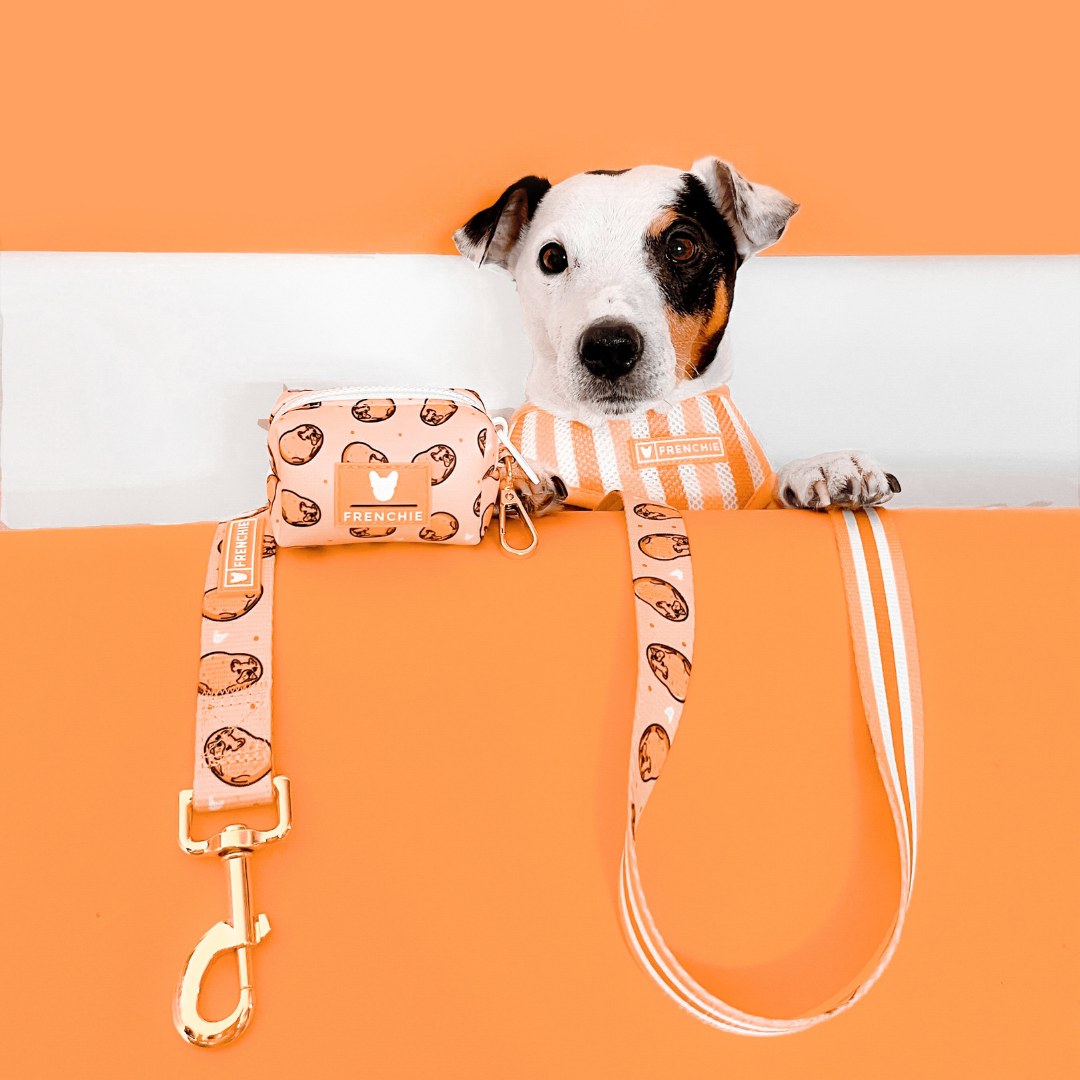 Frenchie Duo Reversible Harness - French Potato from Frenchie Bulldog