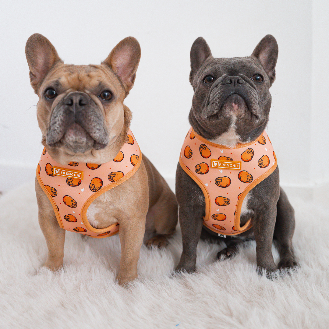 Frenchie Duo Reversible Harness - French Potato from Frenchie Bulldog