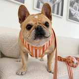 Frenchie Duo Reversible Harness - French Potato from Frenchie Bulldog