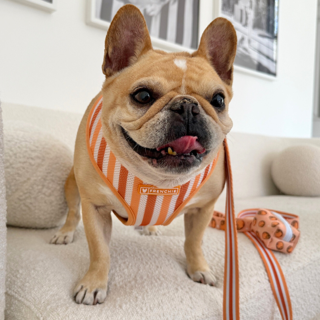 Frenchie Duo Reversible Harness - French Potato from Frenchie Bulldog