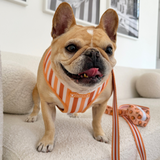 Frenchie Duo Reversible Harness - French Potato from Frenchie Bulldog