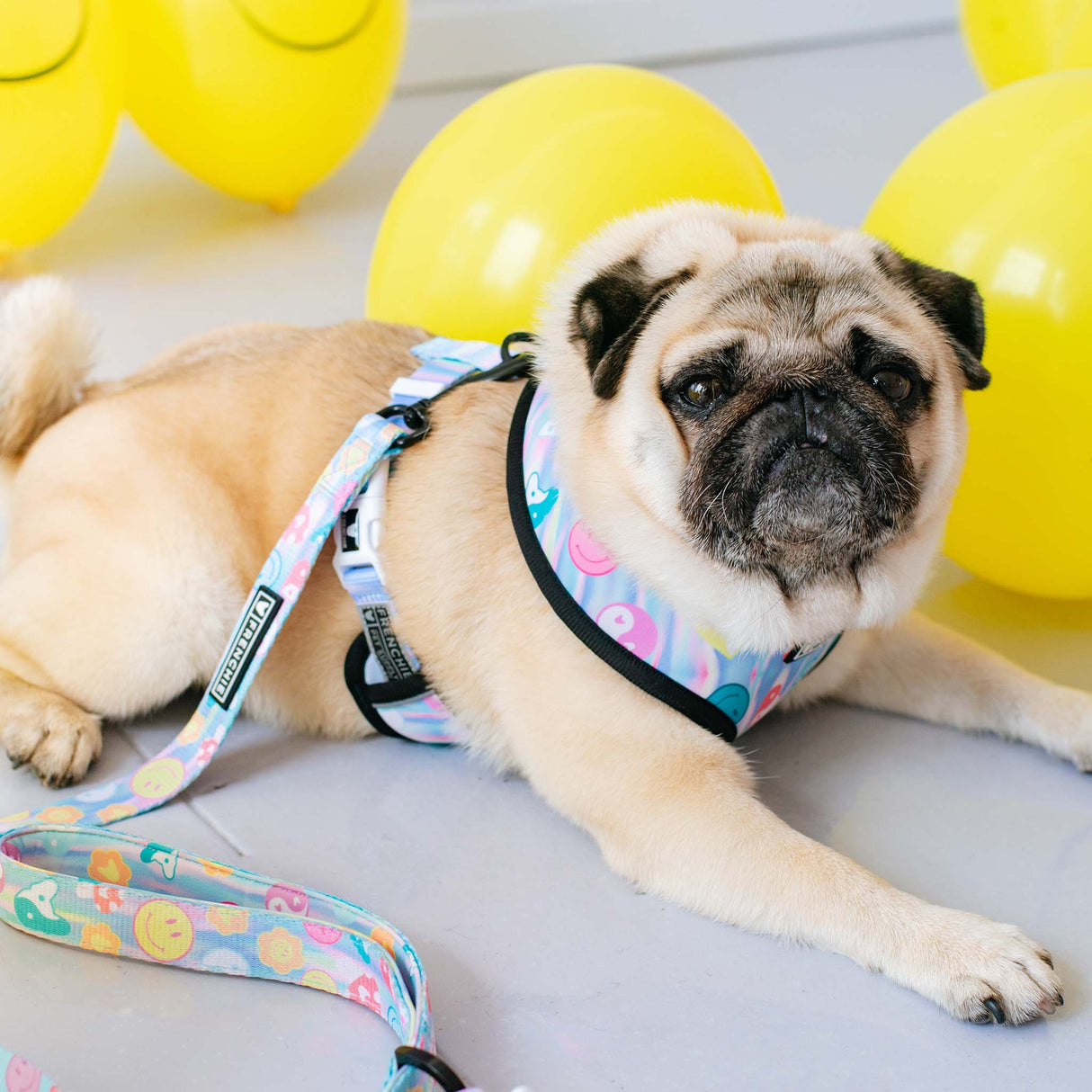 Frenchie Duo Reversible Harness - Good Vibes from Frenchie Bulldog