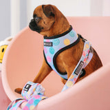 Frenchie Duo Reversible Harness - Good Vibes from Frenchie Bulldog