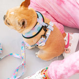 Frenchie Duo Reversible Harness - Good Vibes from Frenchie Bulldog