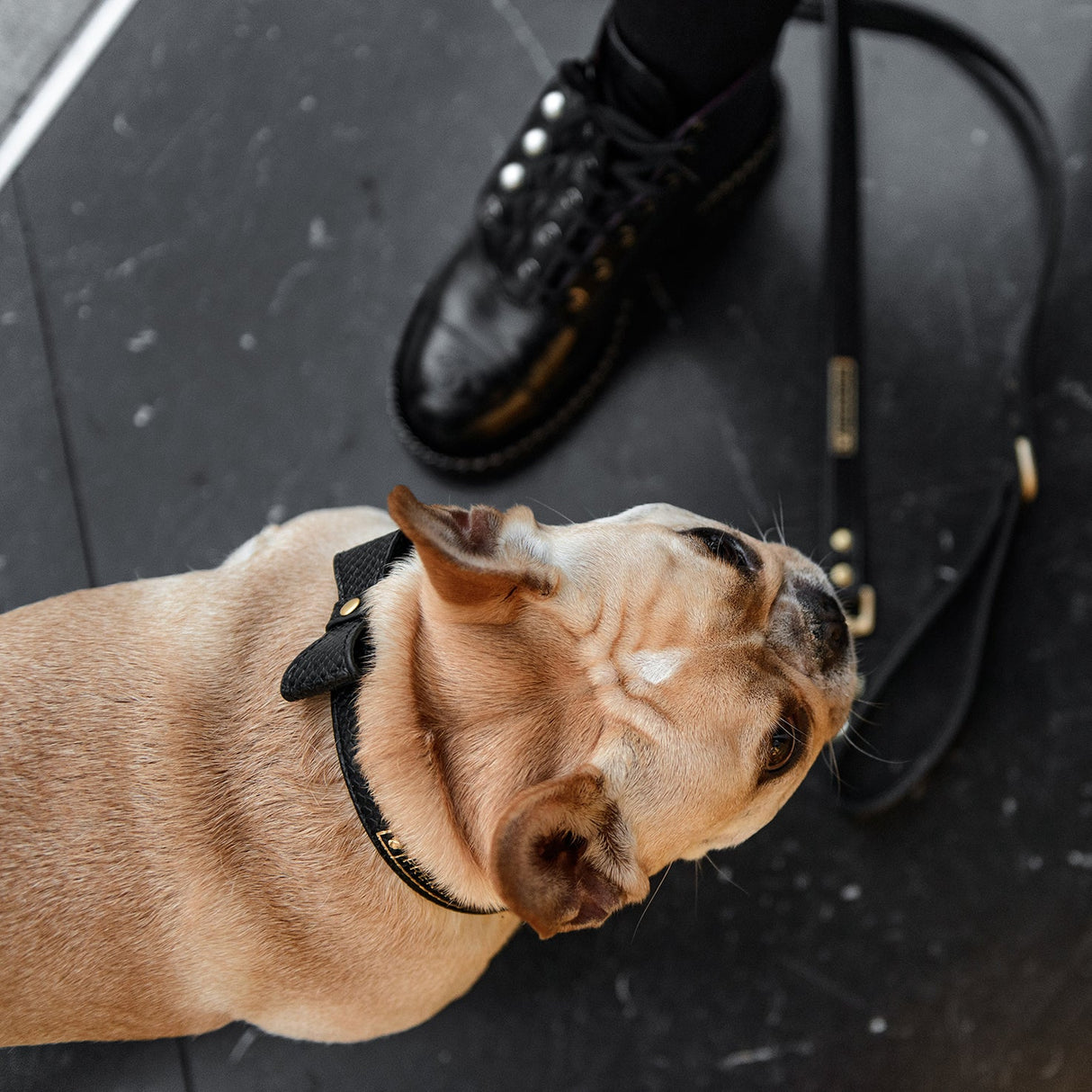 Vegan Leather- Black Croc from Frenchie Bulldog