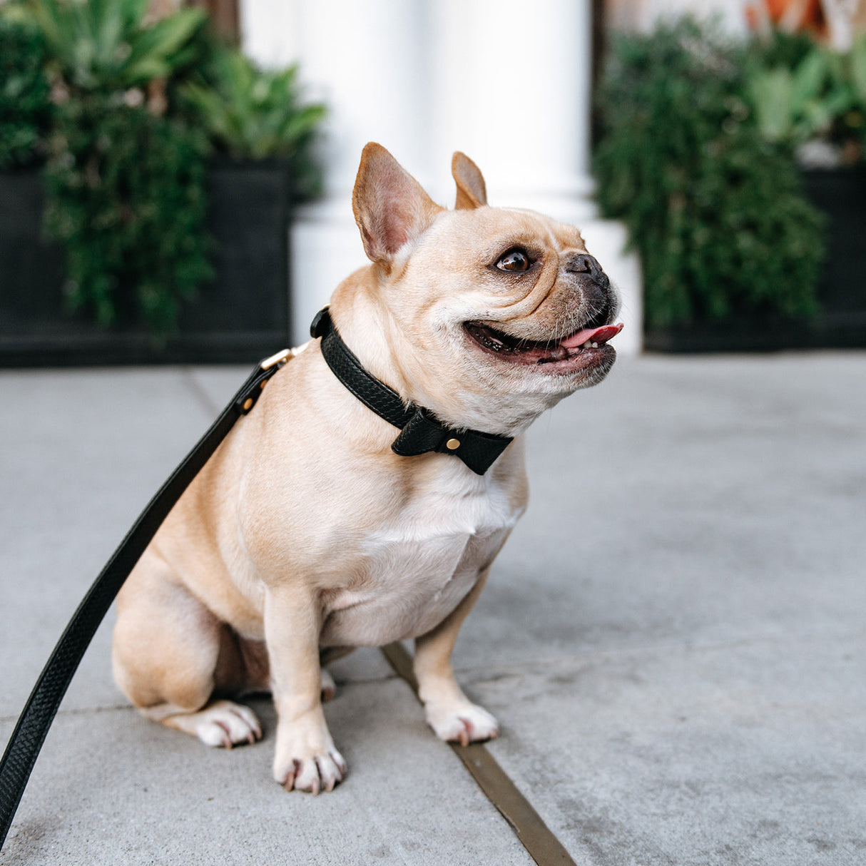 Vegan Leather- Black Croc from Frenchie Bulldog