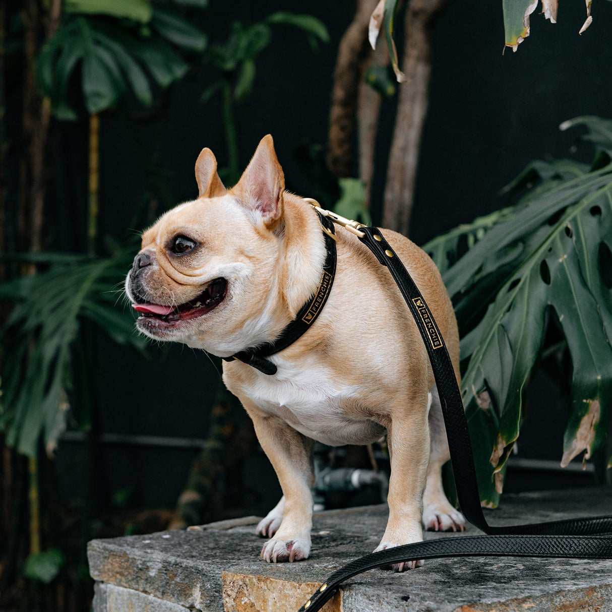 Vegan Leather- Black Croc from Frenchie Bulldog