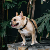 Vegan Leather- Black Croc from Frenchie Bulldog