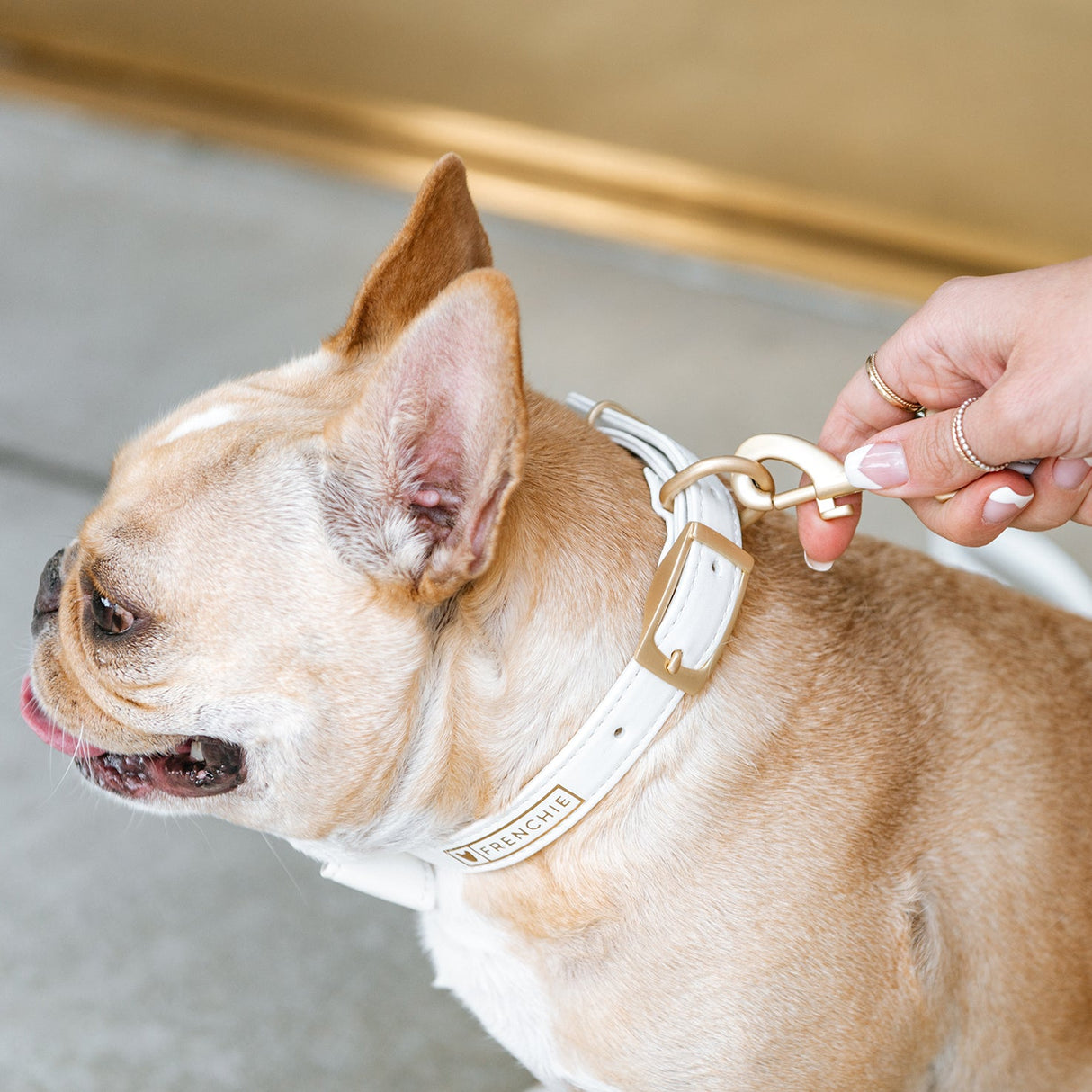 Vegan Leather- White Luxe from Frenchie Bulldog