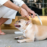 Vegan Leather- White Luxe from Frenchie Bulldog