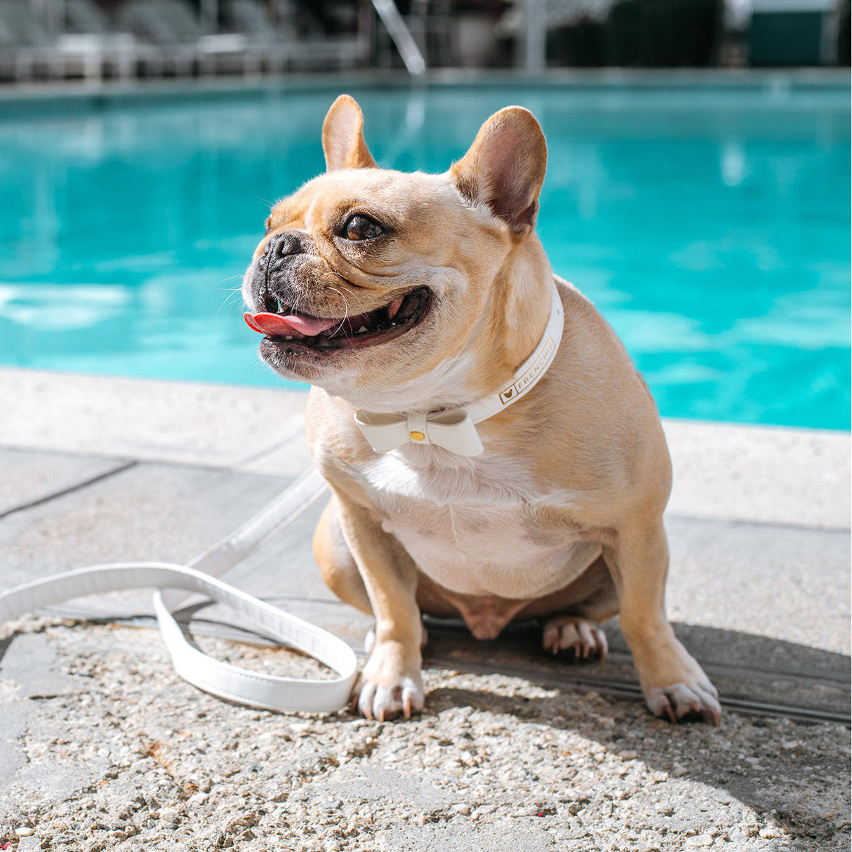 Vegan Leather- White Luxe from Frenchie Bulldog