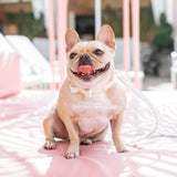 Vegan Leather- White Luxe from Frenchie Bulldog