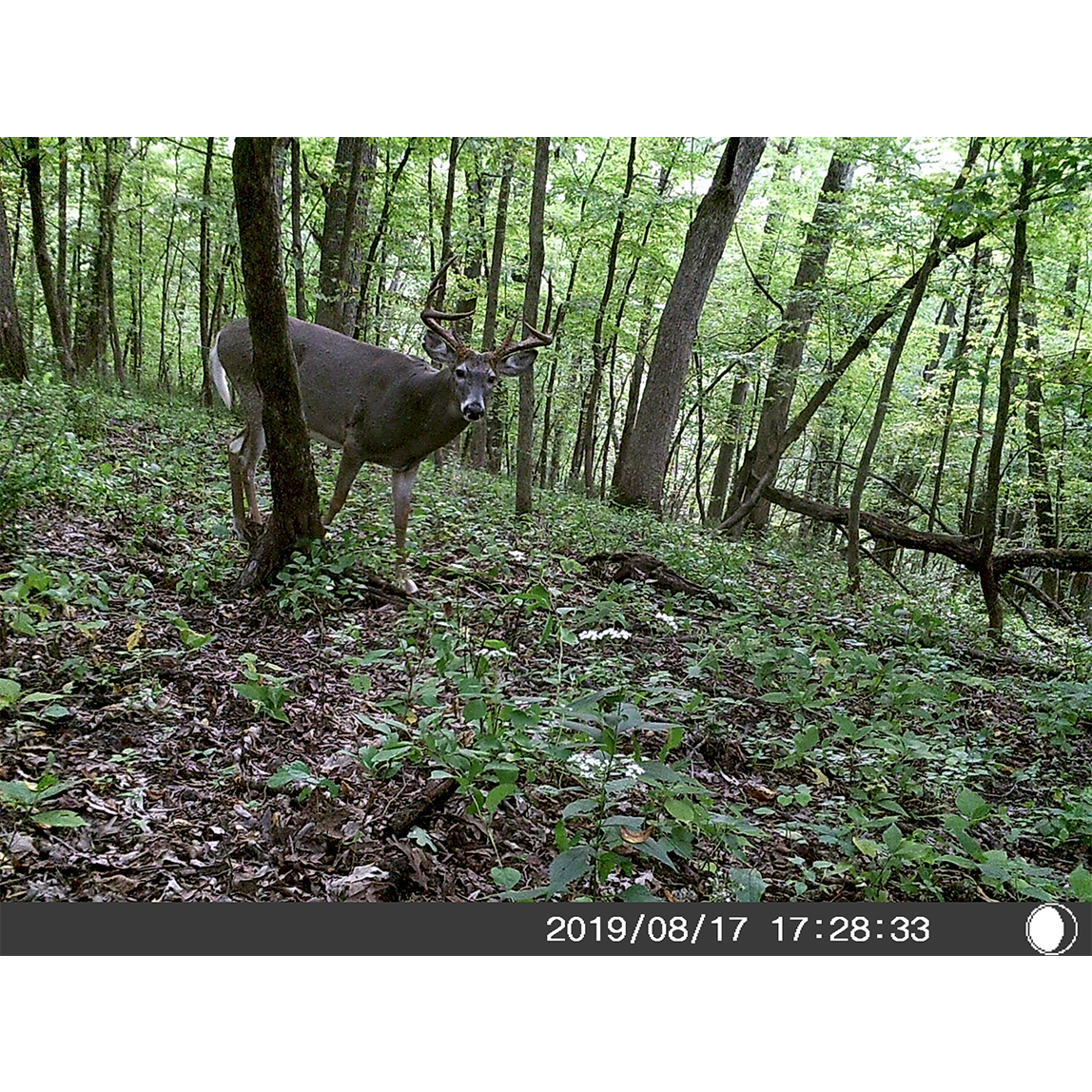 Five Megapixel Trail Camera (Time and Date Stamp) + 4GB Memory Card from Explore Scientific