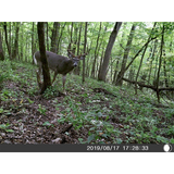 Five Megapixel Trail Camera (Time and Date Stamp) + 4GB Memory Card from Explore Scientific