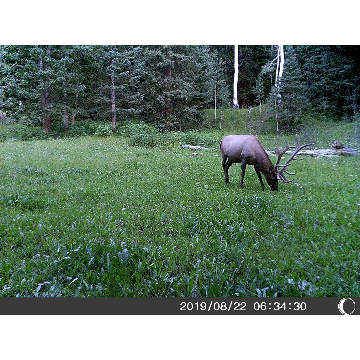 Five Megapixel Trail Camera (Time and Date Stamp) + 4GB Memory Card from Explore Scientific