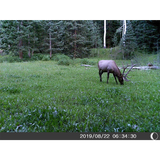 Five Megapixel Trail Camera (Time and Date Stamp) + 4GB Memory Card from Explore Scientific