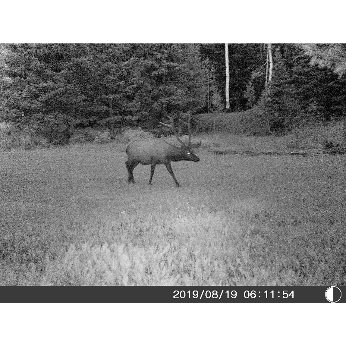 Five Megapixel Trail Camera (Time and Date Stamp) + 4GB Memory Card from Explore Scientific