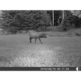 Five Megapixel Trail Camera (Time and Date Stamp) + 4GB Memory Card from Explore Scientific