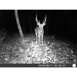Five Megapixel Trail Camera (Time and Date Stamp) + 4GB Memory Card from Explore Scientific