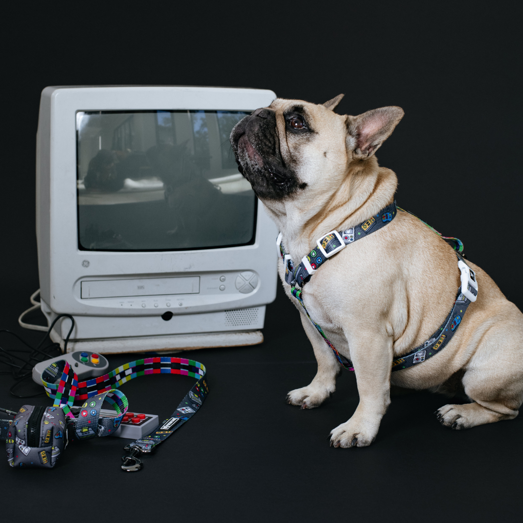 Frenchie Strap Harness - Gamer from Frenchie Bulldog