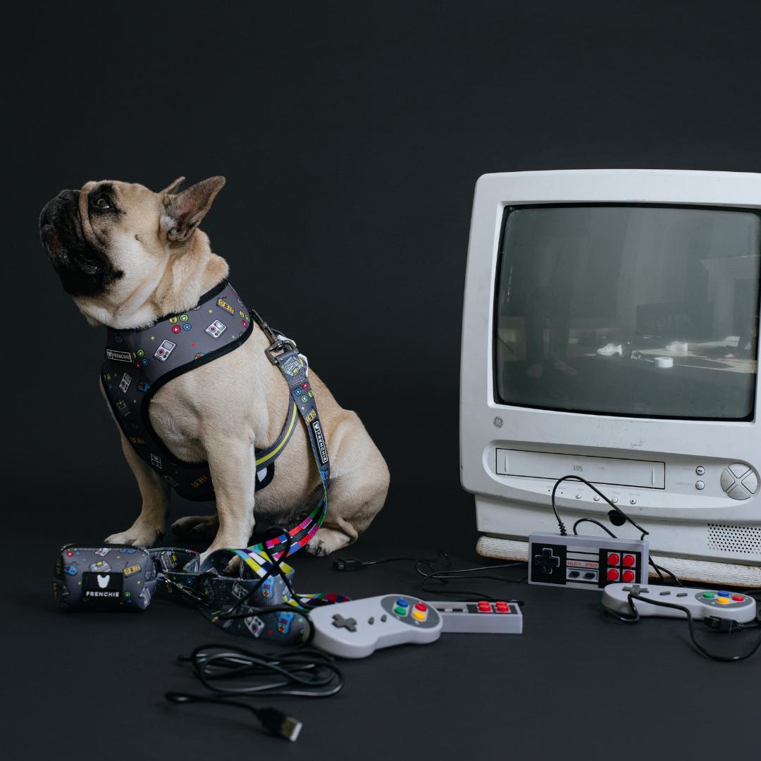 Frenchie Duo Reversible Harness - Gamer from Frenchie Bulldog