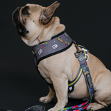 Frenchie Duo Reversible Harness - Gamer from Frenchie Bulldog