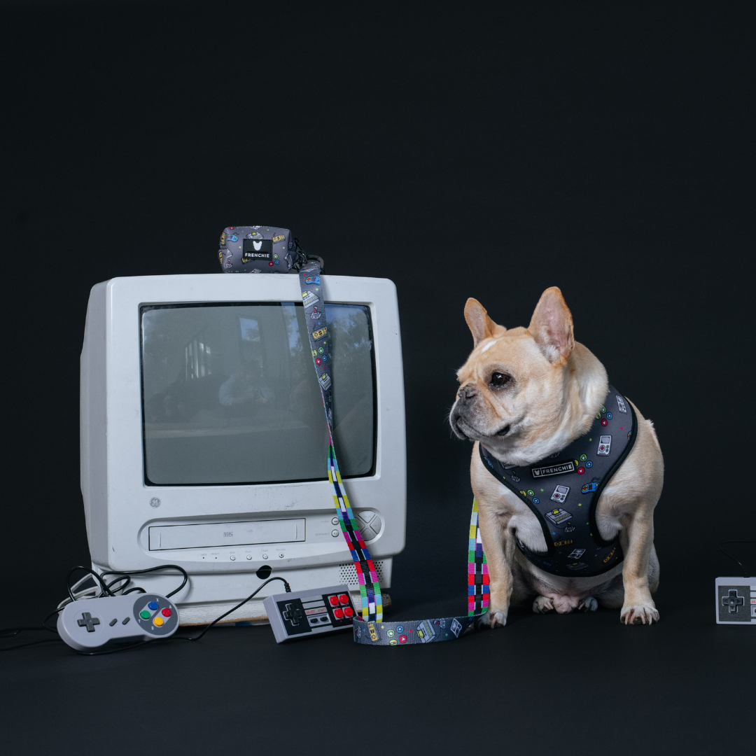 Frenchie Duo Reversible Harness - Gamer from Frenchie Bulldog