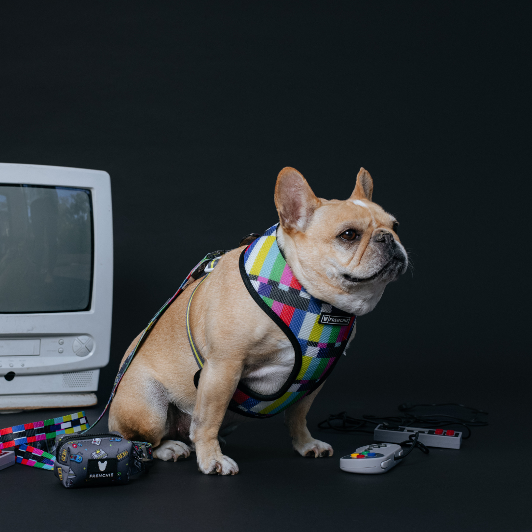 Frenchie Duo Reversible Harness - Gamer from Frenchie Bulldog