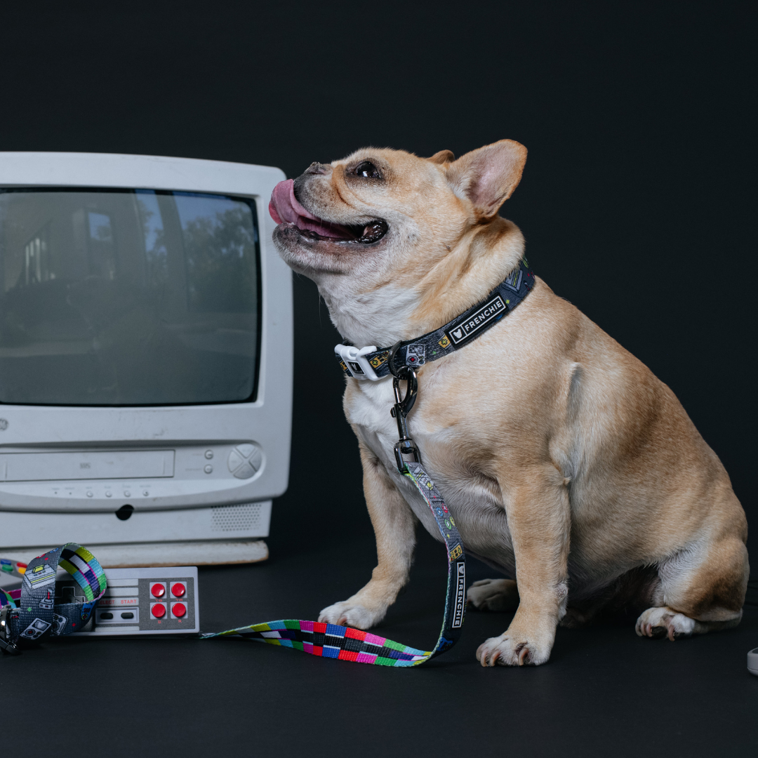 Frenchie Comfort Collar - Gamer from Frenchie Bulldog