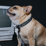 Frenchie Comfort Collar - Gamer from Frenchie Bulldog