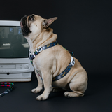 Frenchie Strap Harness - Gamer from Frenchie Bulldog