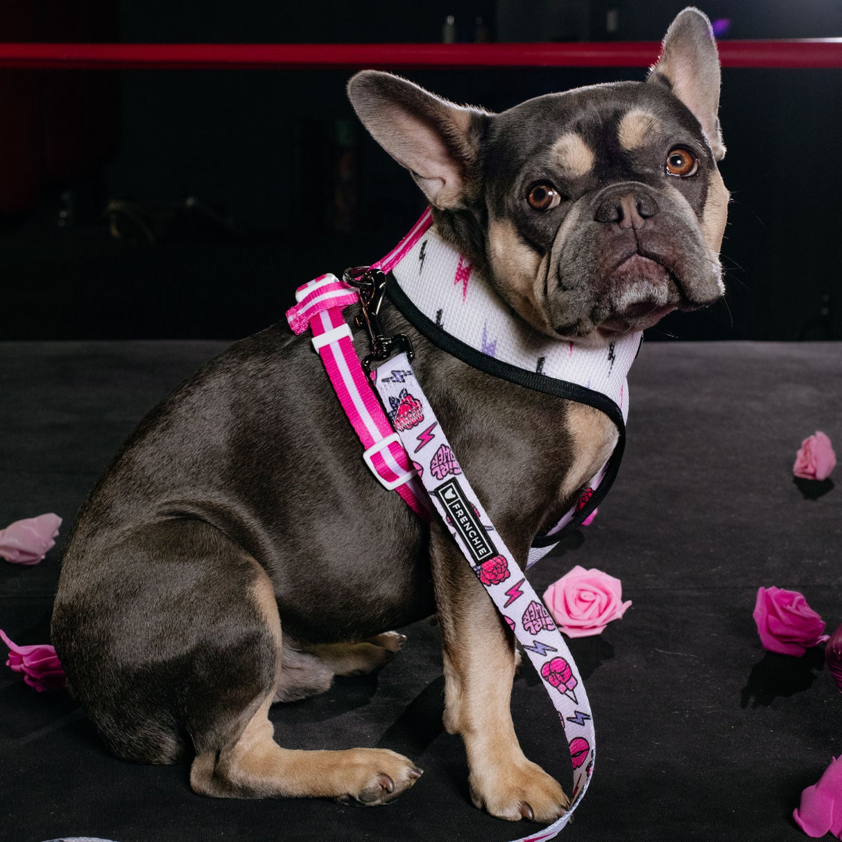 Frenchie Duo Reversible Harness - Girl Power from Frenchie Bulldog