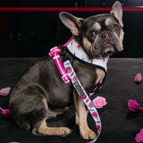 Frenchie Duo Reversible Harness - Girl Power from Frenchie Bulldog