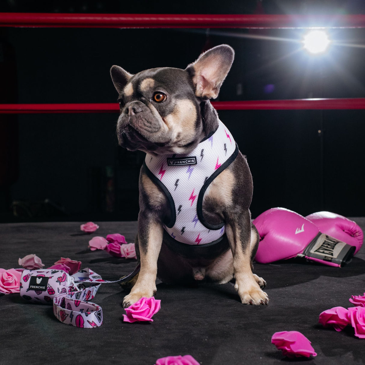 Frenchie Duo Reversible Harness - Girl Power from Frenchie Bulldog