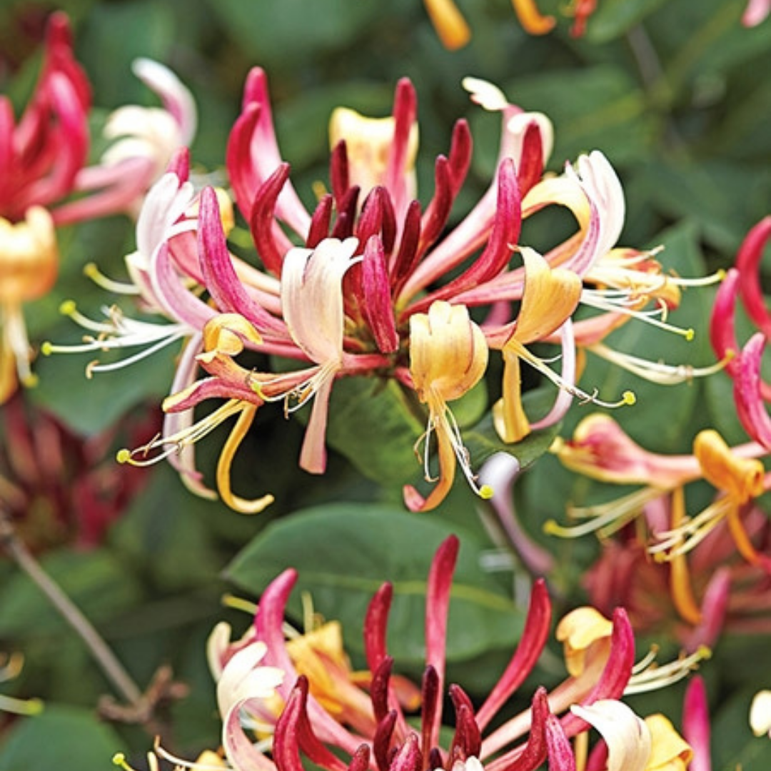 Honeysuckle Jasmine from Wicked Good Perfume