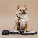 Frenchie Comfort Collar - Horoscope from Frenchie Bulldog