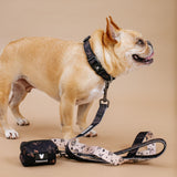 Frenchie Comfort Collar - Horoscope from Frenchie Bulldog