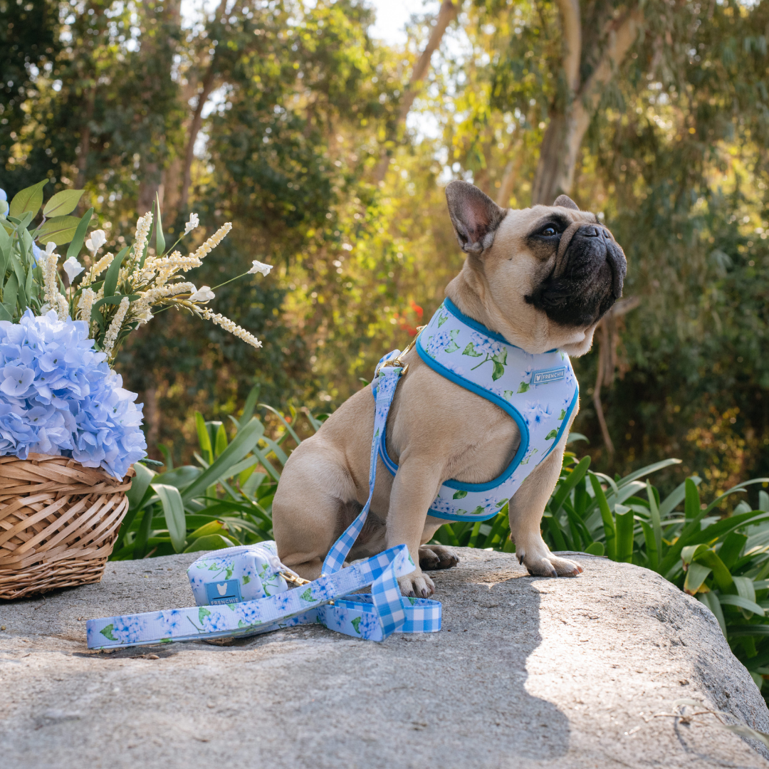 Frenchie Duo Reversible Harness - Hydrangea from Frenchie Bulldog